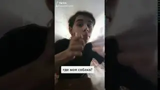 Ищу свою собаку. Где моя собака?