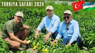 "BURSA TOHUM" Фирмасида 2025 йил учун янги навлар.1 БУЛИМ