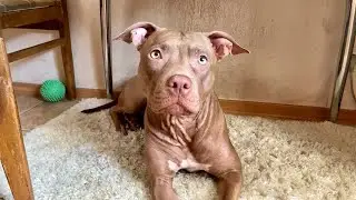 У Моей Собаки Заболевание?! Вызов Ветеринара Для Питбуля Джины