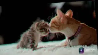 Cute Cats