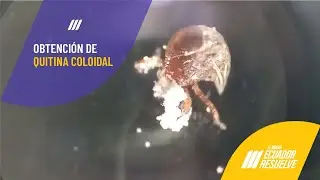 ✅Beneficio del uso de la Quitina coloidal | Control eficaz de plagas 🐜
