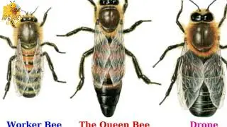 Beekeeping Basics for Beginners