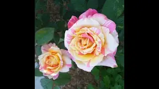 ROSES multicolor BEAUTIFUL TOP-5 