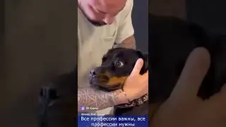 Животный мастер, вправления костей #dog #cat