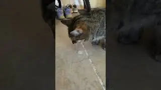 кошка снова блюет