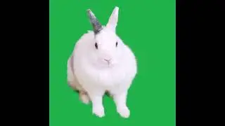 Rabbit/ Animal green screen.