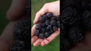Från gräsmark till ätligt landskap på 2,5 år! Frukt, bär, nötter, örter & blommor