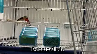 Red Siskin