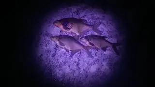 3  леща. Ночные бонусы. Рузское водохранилище. 3 large bream.
