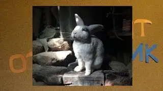 Умный кролик Петрушка
