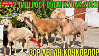 МЫНА УКМУШ СОНУН КОЧКОРЛОР! 🤯 #байтв