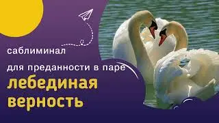 Мощный саблиминал ЛЕБЕДИНАЯ ВЕРНОСТЬ – любовь, доверие, преданность и верность в паре.