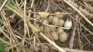 pheasant , bird nest and eggs
