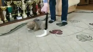 Мон Руа Бланш Лайф Д.р.13.12.2020