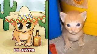 Cat Memes: EL GATO 😂