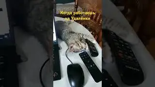 🐱
