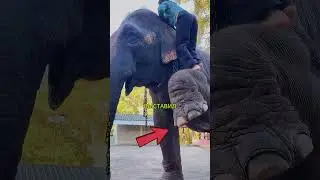 Умный Слон Помог Девушке Забраться На Спину! 🐘❤️