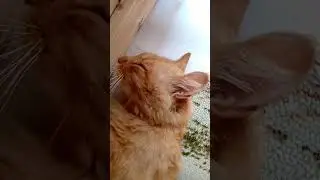 Спит😘💓 Музыка Автора @simb
