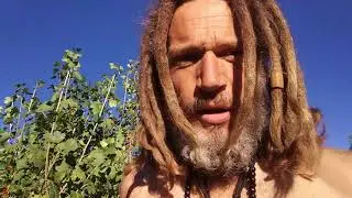 Desert permaculture food forest!🌿🌿🌿