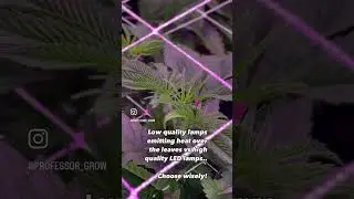 High quality lamps can make the difference when growing plants #indoorfarming #plantfactory