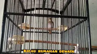 Srdc trotol 2 bulan belajar menata lagu