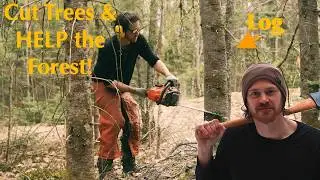 7. Just Start Cutting Trees For a Log Cabin. Forest Stewardship. Journey to an Off Grid House Build!