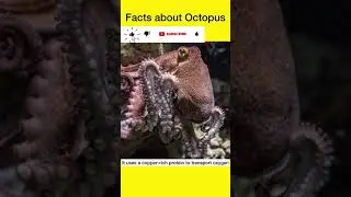 3 दिल ऑक्टोपस के, 9 दिमाग और नीला रक्त क्यों होता है? Octopus has three hearts? #shorts