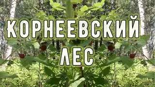 Корнеевский лес.