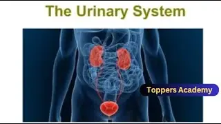 Urinary System | Kidney anatomy #toppersacademy #kidney #bladder  #ureter #ppsc #fpsc #physiology