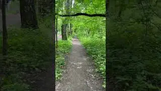 Прогулка по лесу в Лосином острове 