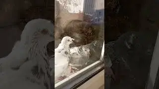 папка оберегает своих деток