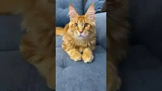 Мейн-Кун котик Орфеус🤗