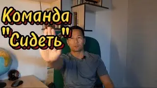 5. Приучение собаки садиться по команде и жесту.