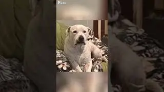 Rip My awesome dog #tribute