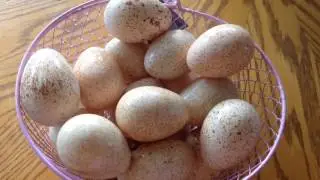 Blue slate turkey eggs