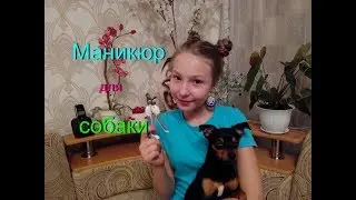Стрижка когтей/Собака и когтерез/Маникюр для собачки/До и после/Той- терьер Тайсон.