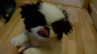 Angellino 2