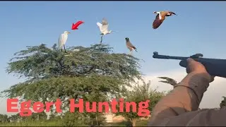 Egert Hunting With Airgun || Airgun Ka Shikar