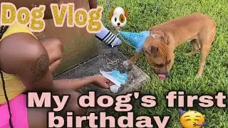 Dog Vlog | My Dog's First Birthday 🥳