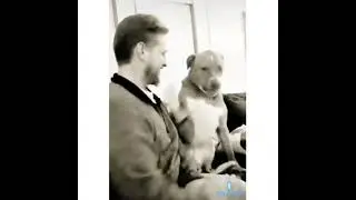 Безумные собачьи прыжки 