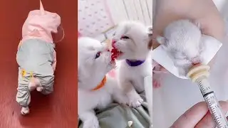 cute Dogs and Cats / Funny moments in life - pet lover 014 # LA