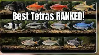 31 Types of Tetra Fish Ranked: From Chill to Show-Stopping!