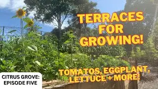Making a Citrus Grove [PART FIVE]: Filling the Terraces and Preparing for Growing!