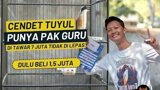 Cendet Punya Pak Guru Isian Gereja Tarung Di Tawar 7 Juta Tidak di Lepas