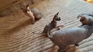 продам Сфінкс