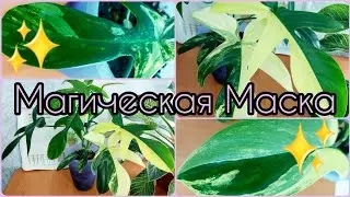 #Филодендрон