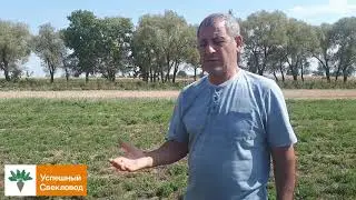 Свекловичный севооборот, люцерна.