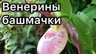 Венерины башмачки (садовые орхидеи)