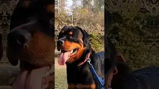 shoot time 🐾🐕#shiro #shortindia #ytshorts #rottweiler #rottweilerpuppy #viraldog #foryou #dogshorts