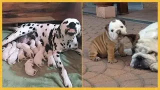 The Cutest Animal Parenting Moments Ever